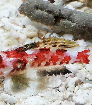 IMG_20200406_162411 Synchiropus marmoratus Roter Spinnenfisch 3
