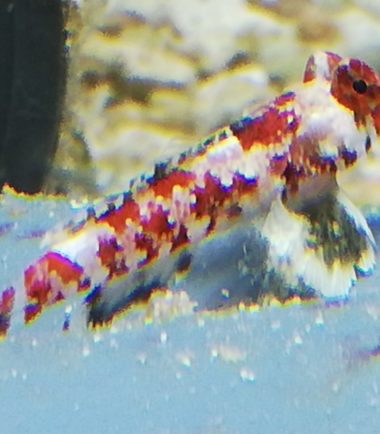 IMG_20200406_162926 Synchiropus marmoratus Roter Spinnenfisch 2