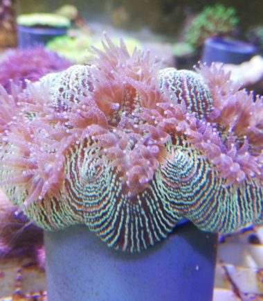 Trachyphyllia geoffroyi Wulstkoralle 2 3