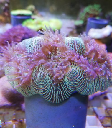 Trachyphyllia geoffroyi Wulstkoralle 2 4