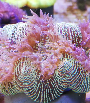 Trachyphyllia geoffroyi Wulstkoralle 2 2