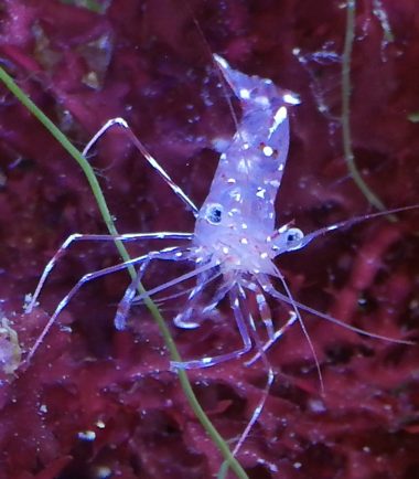 Urocaridella antonbruunii Bruun´s Partnergarnele