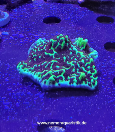 Montipora confusa Mikroporenkoralle
