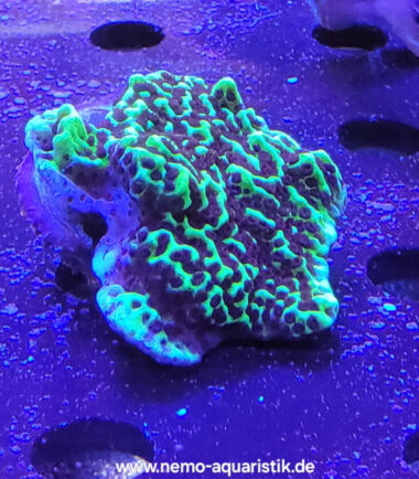 Montipora confusa Mikroporenkoralle