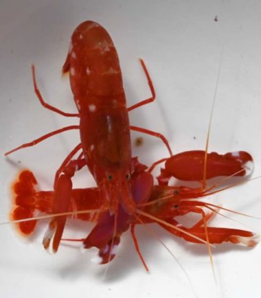 Alpheus fasqueli bisincisus roter Knallkrebs Pärchen Nemo-Aquaristik Alpheus fasqueli bisincisus roter Knallkrebs Pärchen Nemo-Aquaristik