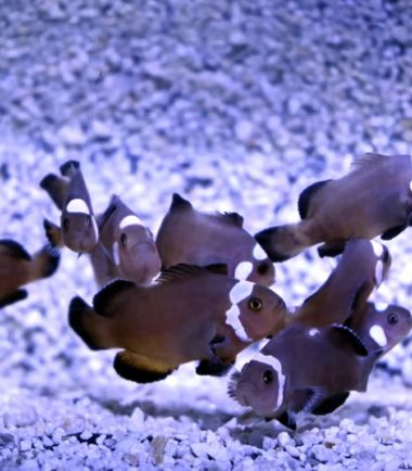 Amphiprion ocellaris Domino Nachzucht Nemo-Aquaristik