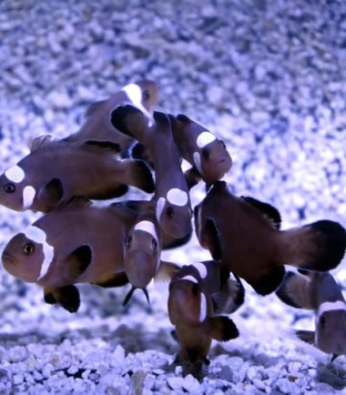 Amphiprion ocellaris Domino Nachzucht kaufen