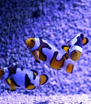 Amphiprion percula Picasso dreifarbig Nemo-Aquaristik