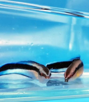Labroides dimidiatus Blaustreifen-Putzerlippfisch