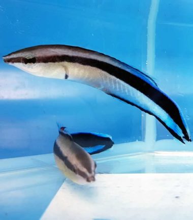 Labroides dimidiatus, Blaustreifen Putzerlippfisch