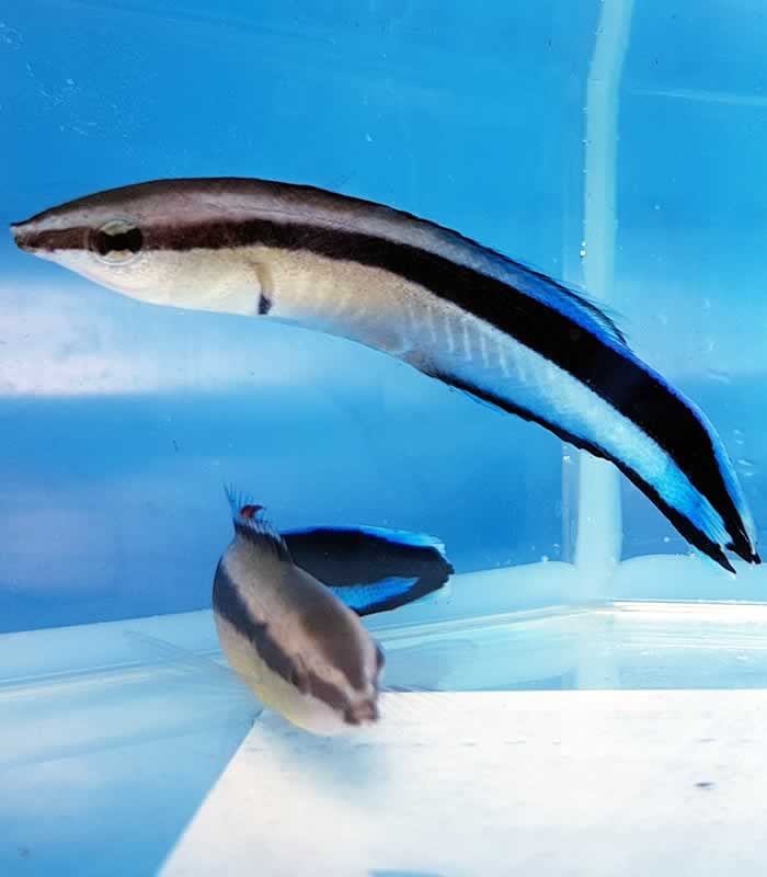 Labroides dimidiatus Blaustreifen-Putzerlippfisch Nemo-Aquaristik Labroides dimidiatus, Blaustreifen Putzerlippfisch