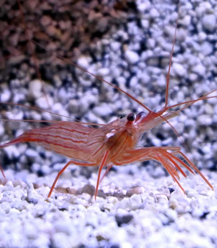 Lysmata wurdemanni boggessi seticaudata rathbunae Nachzucht Lysmata wurdemanni boggessi seticaudata rathbunae Nachzucht