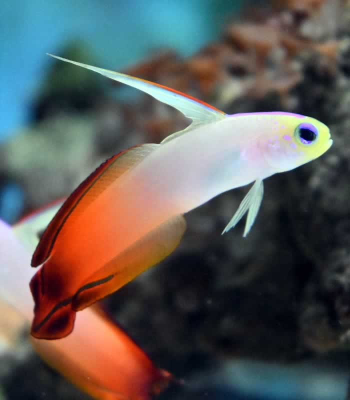 Nemateleotris magnifica Feuerschwertgrundel Prachtschwertgrundel Nemateleotris magnifica Feuerschwertgrundel Prachtschwertgrundel