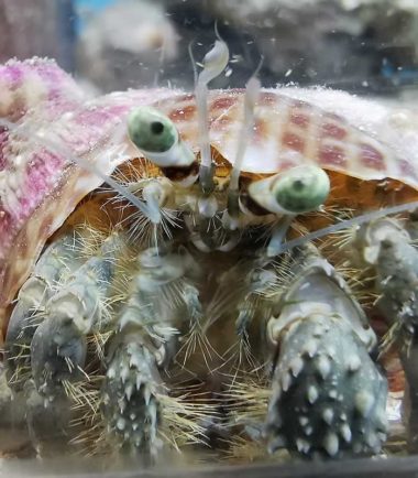Dardanus pedunculatus - Anemonen Einsiedlerkrebs