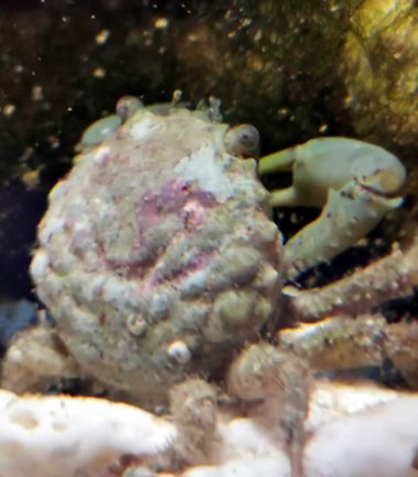 Mithraculus sculptus - Grüne Spinnenkrabbe Nemo-Aquaristik