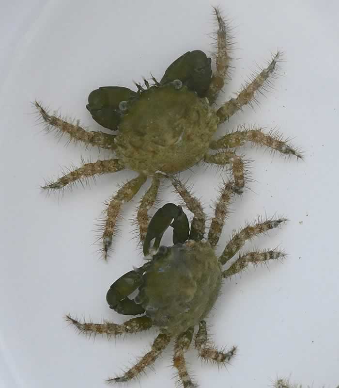 Mithraculus sculptus Mithraculus sculptus Kugelalgen