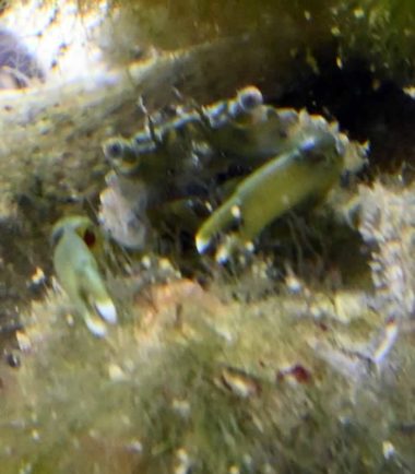 Mithraculus sculptus - Grüne Spinnenkrabbe Nemo-Aquaristik