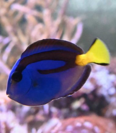Paracanthurus hepatus - Paletten Doktorfisch