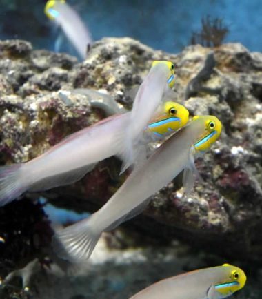 Valenciennea strigata - Goldstirn Schläfergrundel Valenciennea strigata - Goldstirn Schläfergrundel