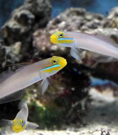 Valenciennea strigata - Goldstirn Schläfergrundel Paar Nemo Valenciennea strigata - Goldstirn Schläfergrundel Paar Nemo