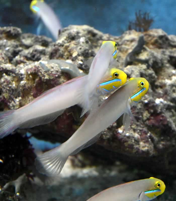 Valenciennea strigata - Goldstirn Schläfergrundel Valenciennea strigata - Goldstirn Schläfergrundel
