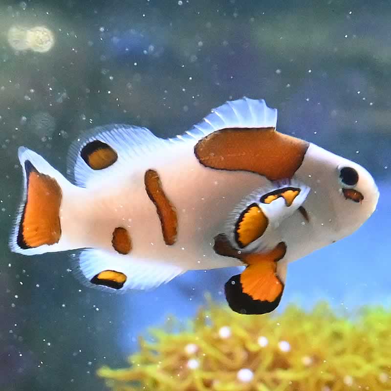 Amphiprion ocellaris - Mocca Storm Panda Amphiprion ocellaris - Mocca Storm Panda