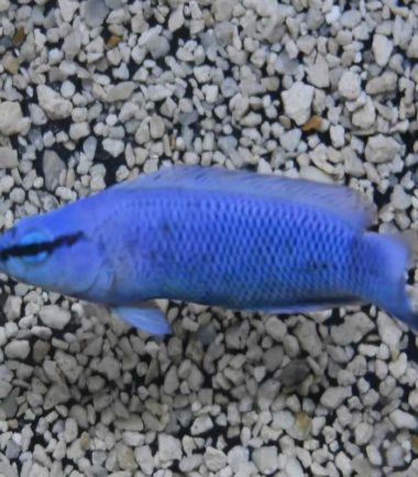 Pseudochromis Indigo fridmani
