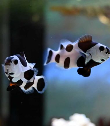 Amphiprion ocellaris Black