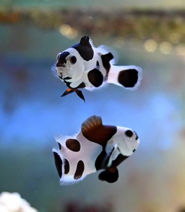Meeresaquaristik 5 Amphiprion ocellaris - Black Storm Panda