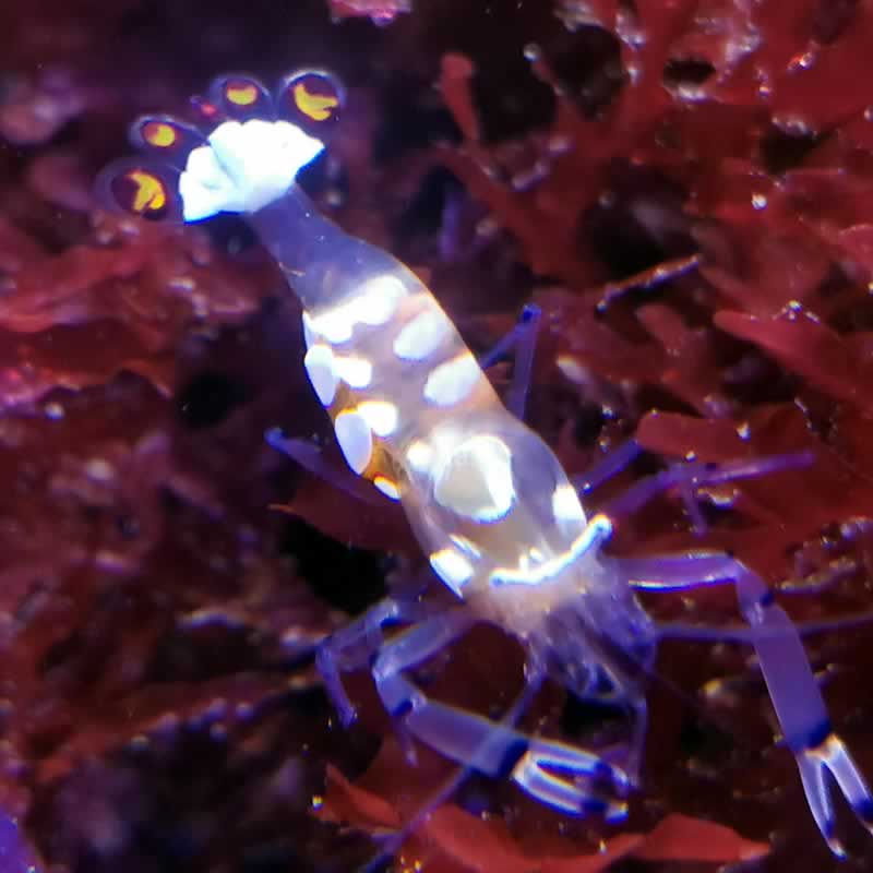 Ancylocaris brevicarpalis (Periclimenes brevicarpalis) - gedrungene Partnergarnele Ancylocaris brevicarpalis (Periclimenes brevicarpalis) - gedrungene Partnergarnele