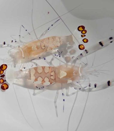 Ancylocaris brevicarpalis - gedrungene Partnergarnele Ancylocaris brevicarpalis - gedrungene Partnergarnele 1