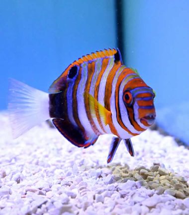 Harlekin Lippfisch Harlekin Lippfisch