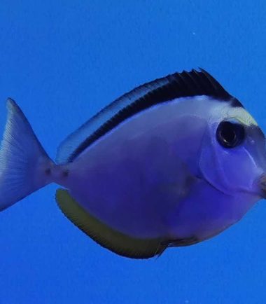 Naso lituratus - Kuhkopf Doktorfisch