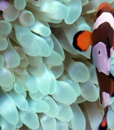 Neongrüne Blasenanemone - Nemo Aquaristik Neongrüne Blasenanemone - Nemo Aquaristik