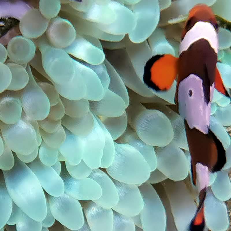 Neongrüne Blasenanemone - Nemo Aquaristik Neongrüne Blasenanemone - Nemo Aquaristik
