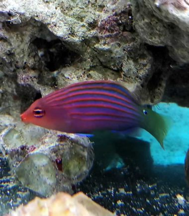 Pseudocheilinus hexataenia - Sechsstreifen Lippfisch
