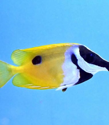 Siganus unimaculatus - Vulpinus Fuchsgesicht