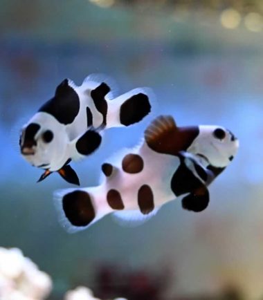 Meeresaquaristik 6 Amphiprion ocellaris Black Storm Panda