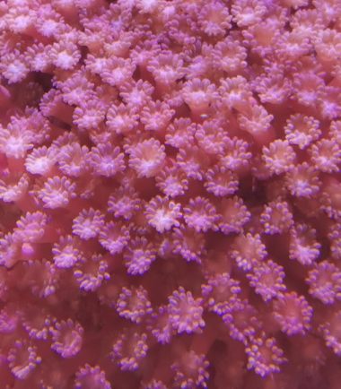 IMG_20200922_143942 Goniopora lobata Pink- Rot Margeritenkoralle Nachzucht 5