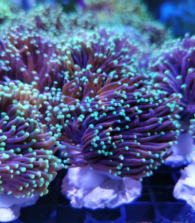 Euphyllia glabrescens Indo Torch