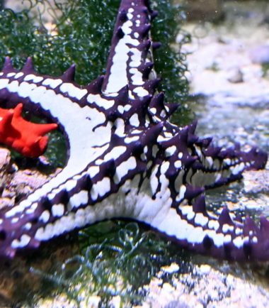 Protoreaster linckii