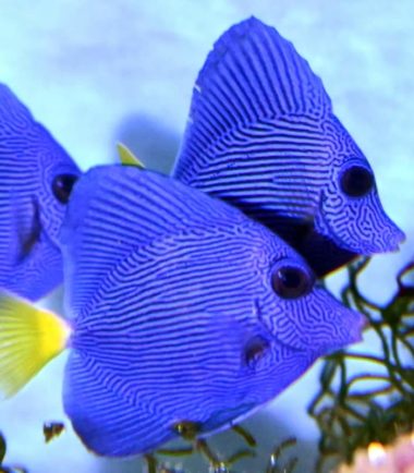 Zebrasoma xanthurum - Rotmeer Doktorfisch