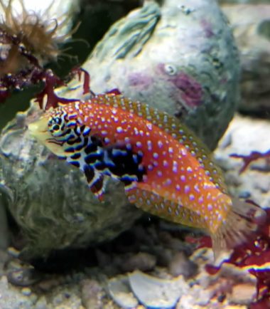 Diamant Lippfisch Diamant Lippfisch