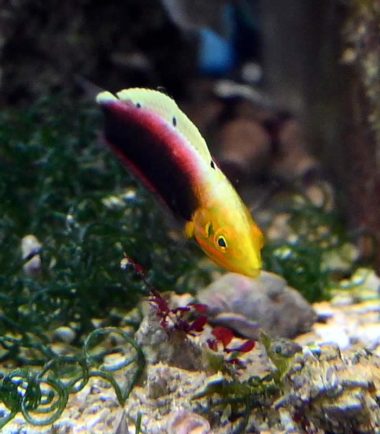 Gelbkopfjunker - Nemo Aquaristik Gelbkopfjunker - Nemo Aquaristik