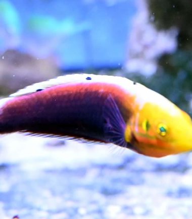 Halichoeres iridis Halichoeres iridis