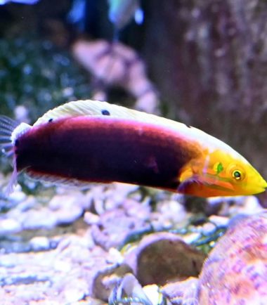 Halichoeres iridis - Gelbkopfjunker Halichoeres iridis - Gelbkopfjunker