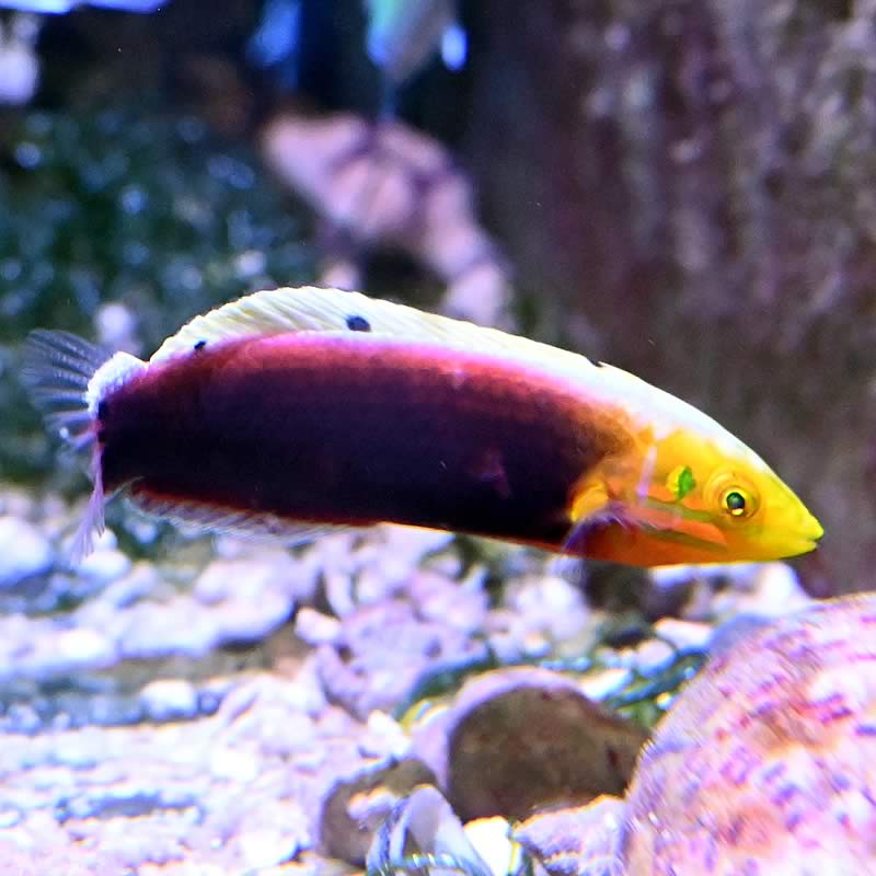 Halichoeres iridis - Gelbkopfjunker Halichoeres iridis - Gelbkopfjunker