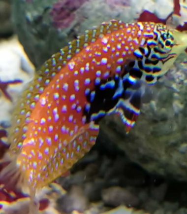 Macropharyngodon bipartitus bipartitus Macropharyngodon bipartitus bipartitus