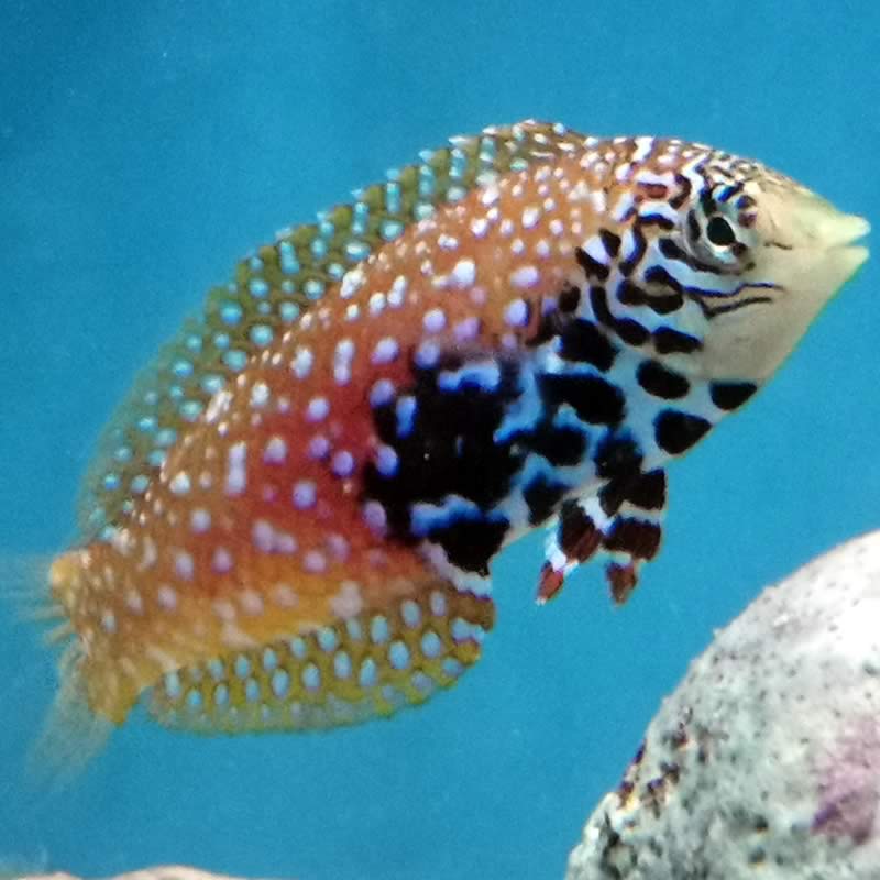 Macropharyngodon bipartitus bipartitus - Diamant Lippfisch Macropharyngodon bipartitus bipartitus - Diamant Lippfisch