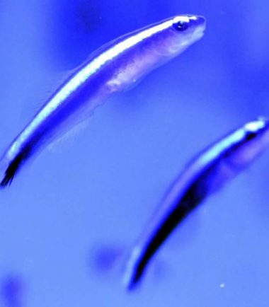 Blaue Putzergrundel Blaue Putzergrundel